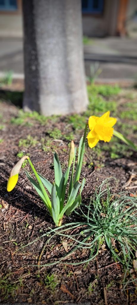 Une des premières jonquilles