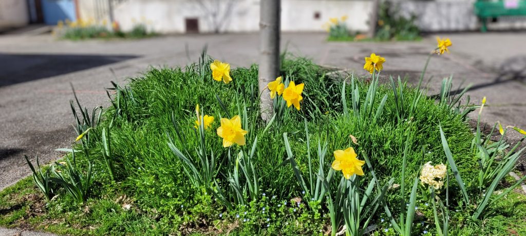 Jonquilles